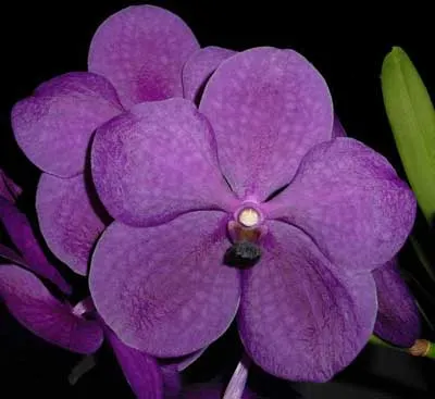 Vanda Apec Blue