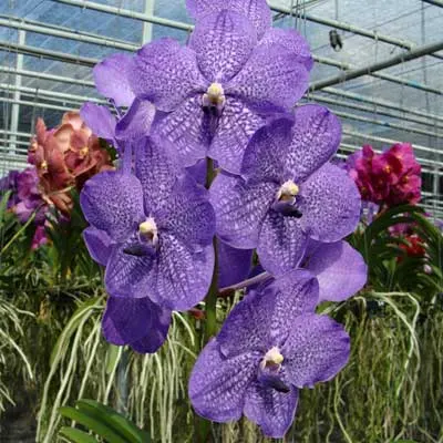 Vanda Banjong Blue Sky