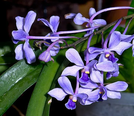 Vanda coerulea