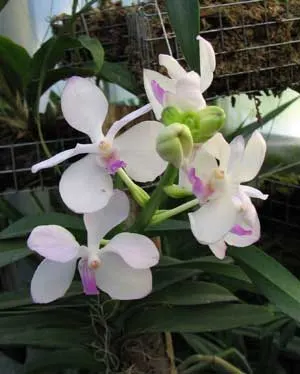 Vanda coerulea, pink