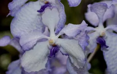 Vanda coerulescens