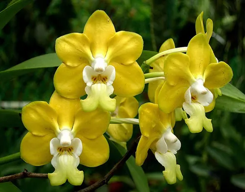 Vanda denisoniana