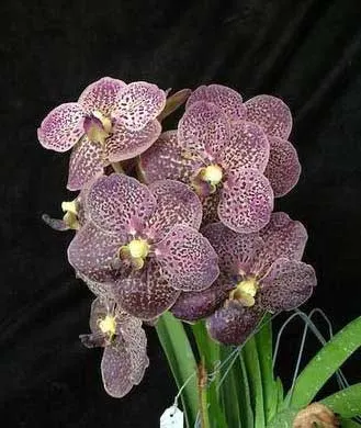 Vanda Gordon Dillon Lea x Ascocenda Suksamran Spot