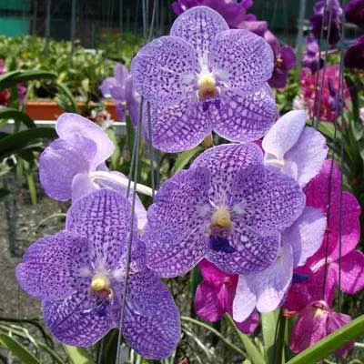 Vanda Gypsy Rocket