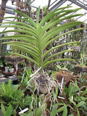 Vanda Gypsy Rocket