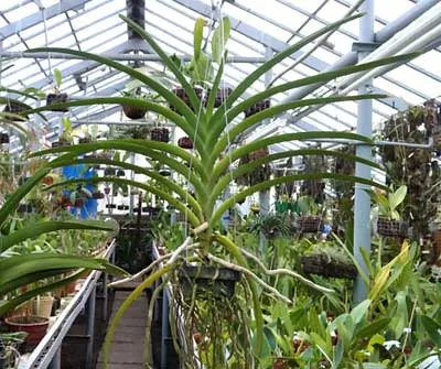 Vanda Happy Smile x Vanda Mimi Palmer