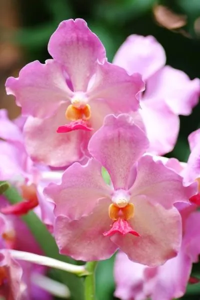 Vanda Usha (Vanda JVB x Vanda Dr. Anek)