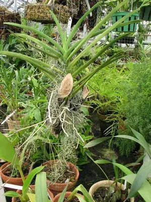 Vanda JVB x Vanda Gordon - Wirat