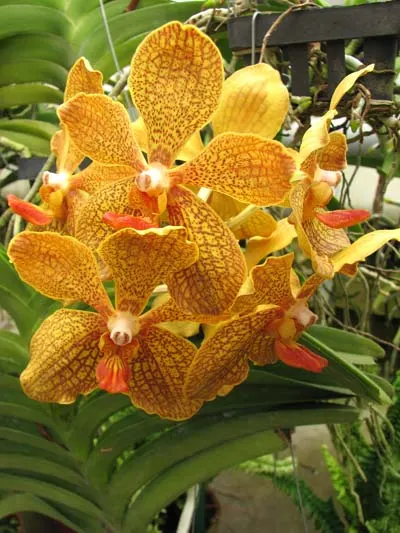 Vanda Kultana Gold x Vanda tessellata