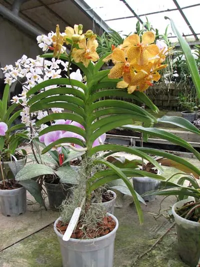 Vanda Kultana Gold x Vanda tessellata