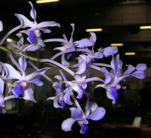 Vanda lilacina