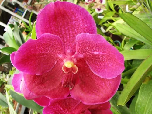 Vanda Lumpini Red x Vanda Dr. Anek