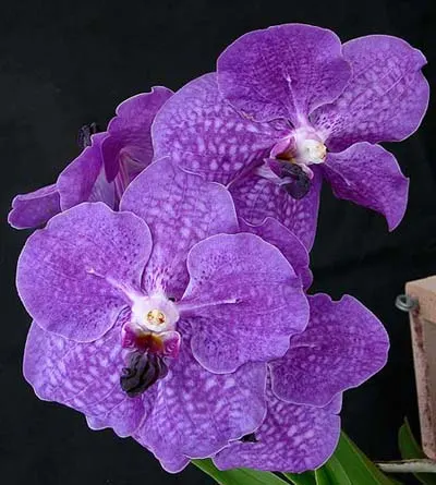 Vanda Manuel Torres