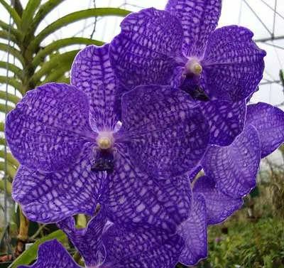 Vanda Manuvadee