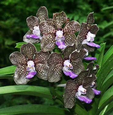 Vanda Mimi Palmer Fragrance
