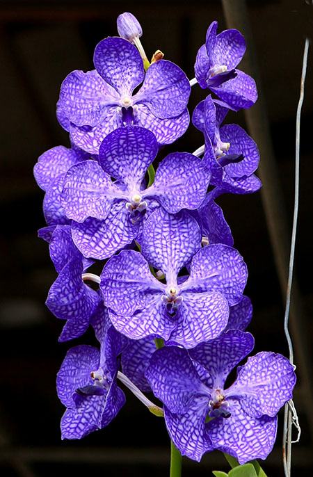 Vanda Pak Chong Blue