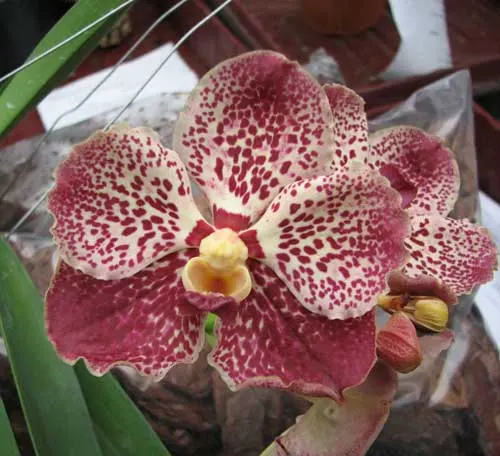 Vanda Pimsai x Vanda Tarab Waxy