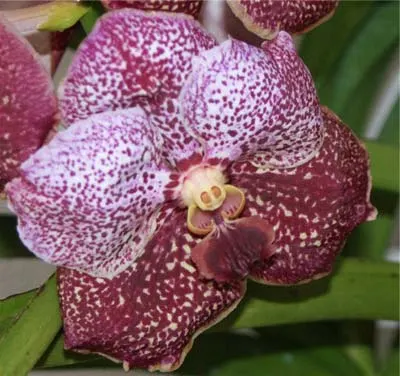 Vanda Pranermprai x Ascocenda Phairot x Vanda Srakaew