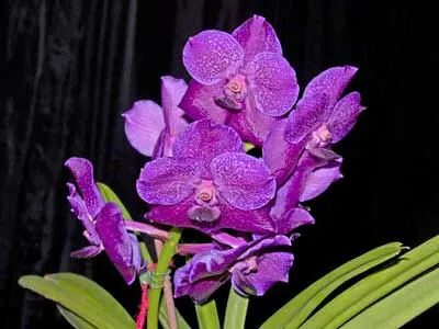 Vanda Pure's Wax 'Purplish Blue'