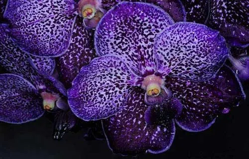 Vanda Pure's Wax 'Violet Blue'