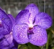 Vanda Rose Davis x Vanda Dr. Anek