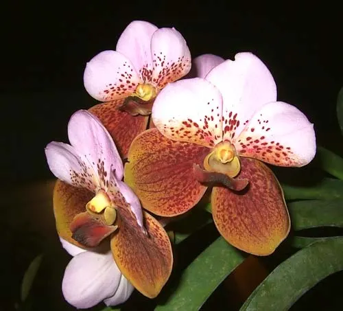 Vanda sanderiana