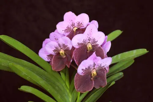 Vanda Sanderiana-Bonchoo x Vanda Taweesuksa