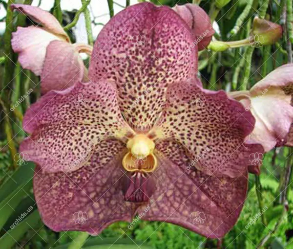 Vanda Sumon Spot x Ascocenda Phairot x Ascocenda Jakkrit Gold