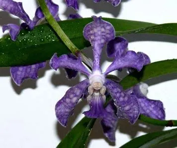 Vanda tessellata blue
