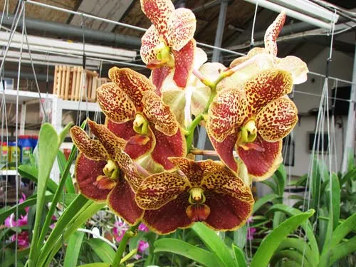 Vanda Thananchai x Ascocenda Kultana Brown