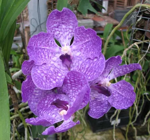 Vanda Tokyo Blue