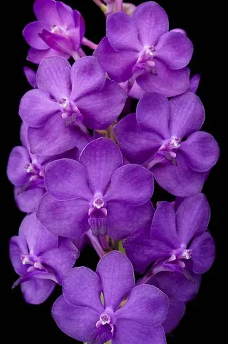 Vascostylis Pine River, Blue