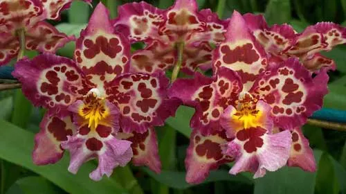 Wilsonara Anaway 'Augie'