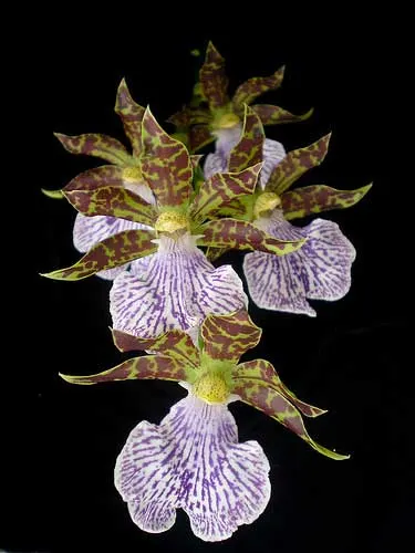 Zygopetalum mackayi