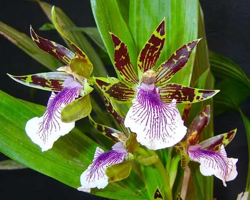 Zygopetalum mackayi var. roseum