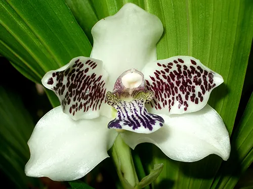 Pabstia jugosa