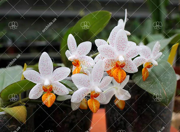 Phalaenopsis Mini Mark
