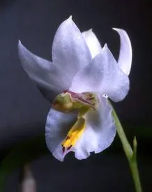 Barkeria fritz halbingeriana