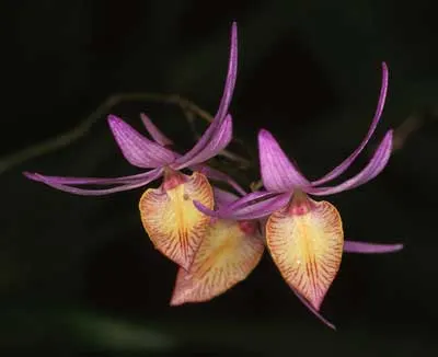 Barkeria naevosa