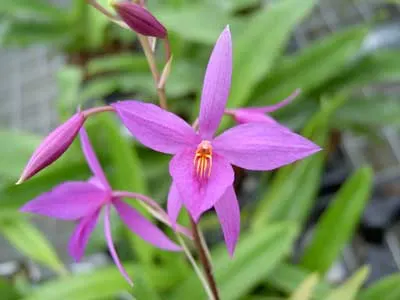 Barkeria skinneri