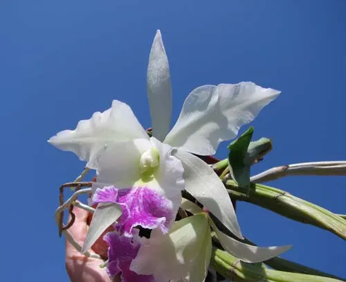 Brassavola fragrans x Laeliocattleya Elizabeth Hearn