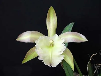 Rhyncholaelia Aristocrat  (Brassavola glauca x Brassavola digbyana)