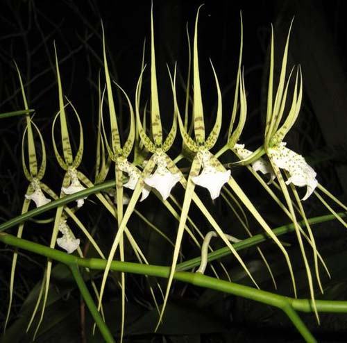 Brassia verrucosa