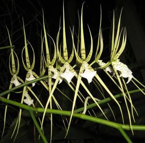 Brassia verrucosa