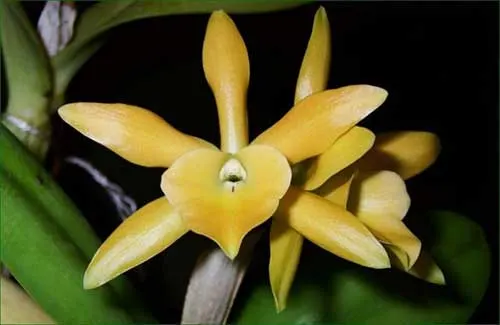 Cattleya aurantiaca x Brassavola glauca