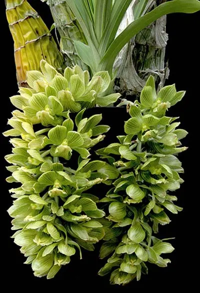 Clowesia thylaciochila