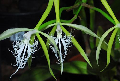 Coilostylis ciliaris