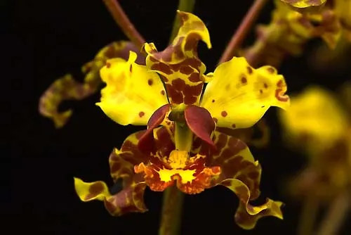 Cyrtopodium punctatum