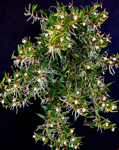 Dinema polybulbon