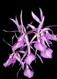 Encyclia adenocaula